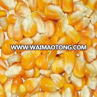 Animal Feed Corn (Yellow)